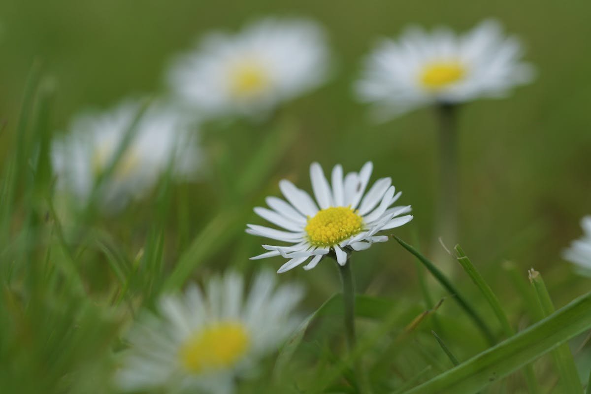 Sacred Hindu wedding mandap decorated with flowers