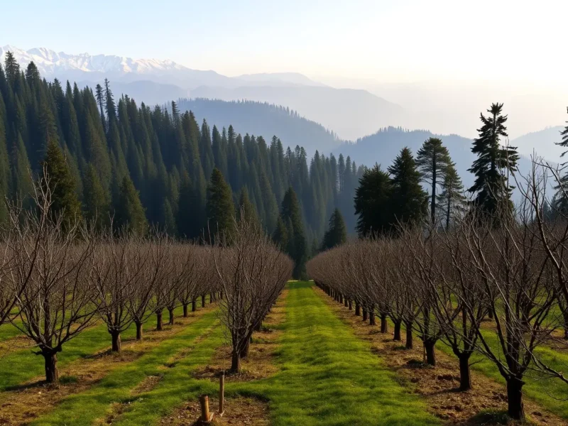 Apple orchard on a Himalayan terrace near Theog surrounded by deodar cedar forest with snow-dusted ridgelines behind in early morning light